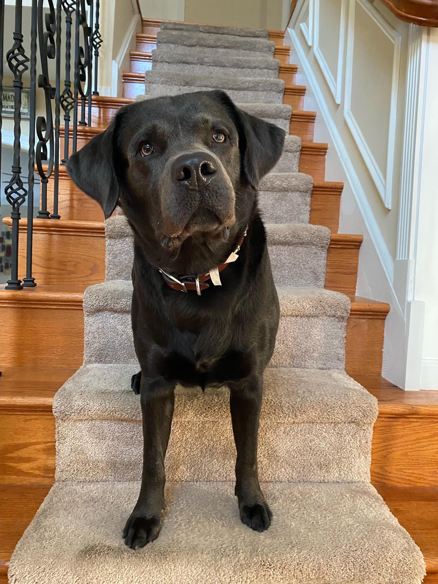 Enlarge River Blu, a Adopted Labrador Retriever in Warrington, PA image 2/6