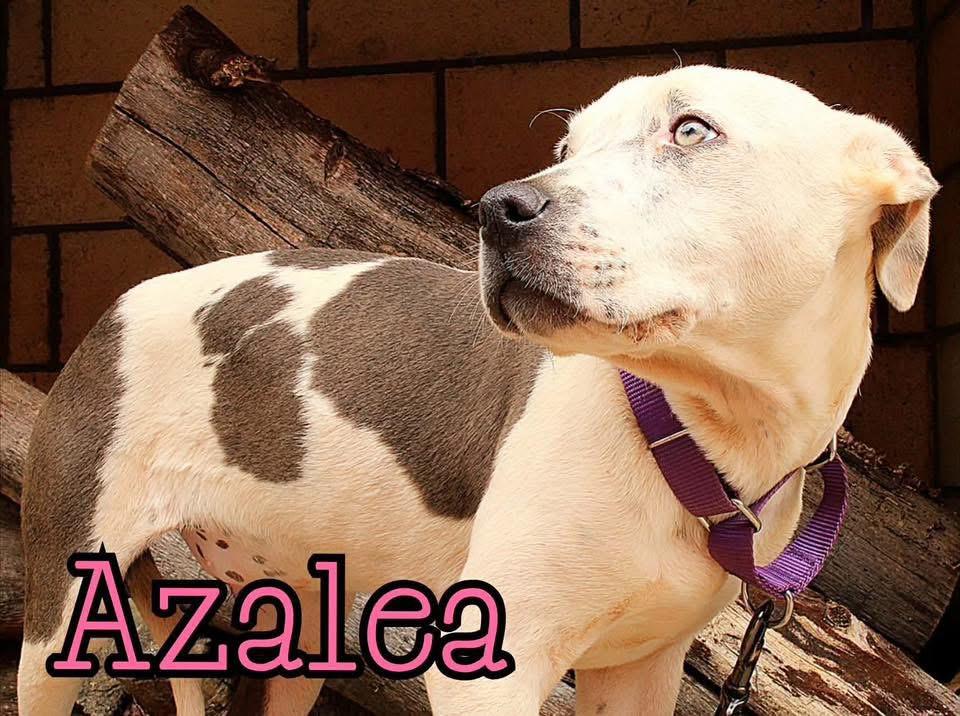 Azalea, a ADOPTABLE mixed breed in Stockbridge, GA image 2/4