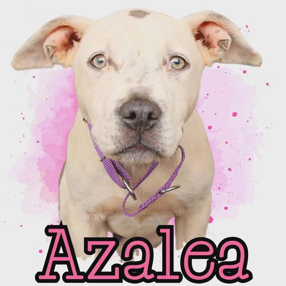 Azalea, a ADOPTABLE mixed breed in Stockbridge, GA image 1/4