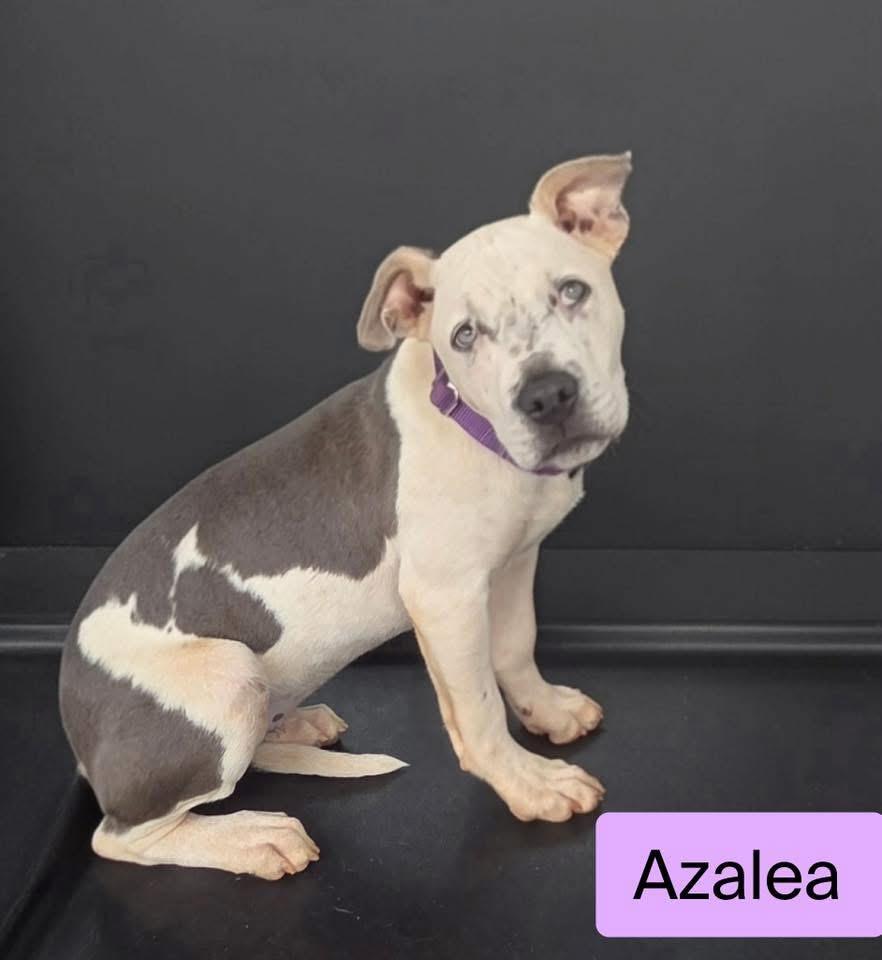 Azalea, a ADOPTABLE mixed breed in Stockbridge, GA image 4/4