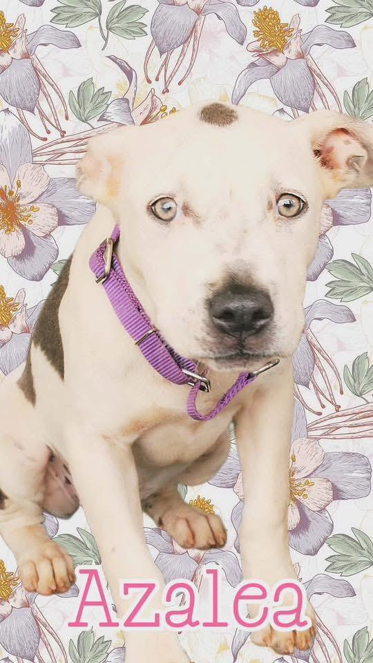 Azalea, a ADOPTABLE mixed breed in Stockbridge, GA image 3/4