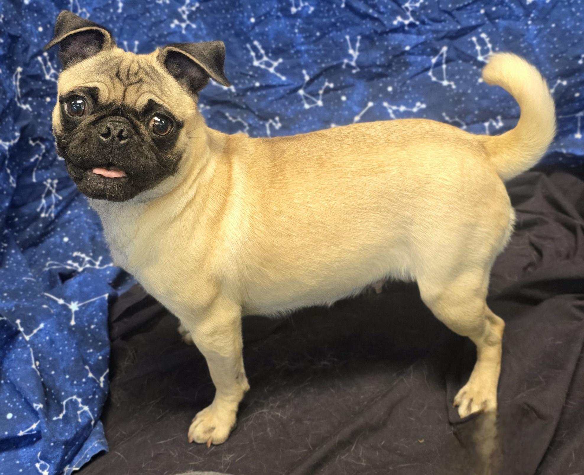 FiFi, Adopted, Puppy Female Pug.