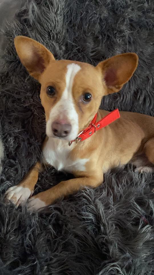 Logan, ADOPTABLE, Young Male Chihuahua & Corgi.