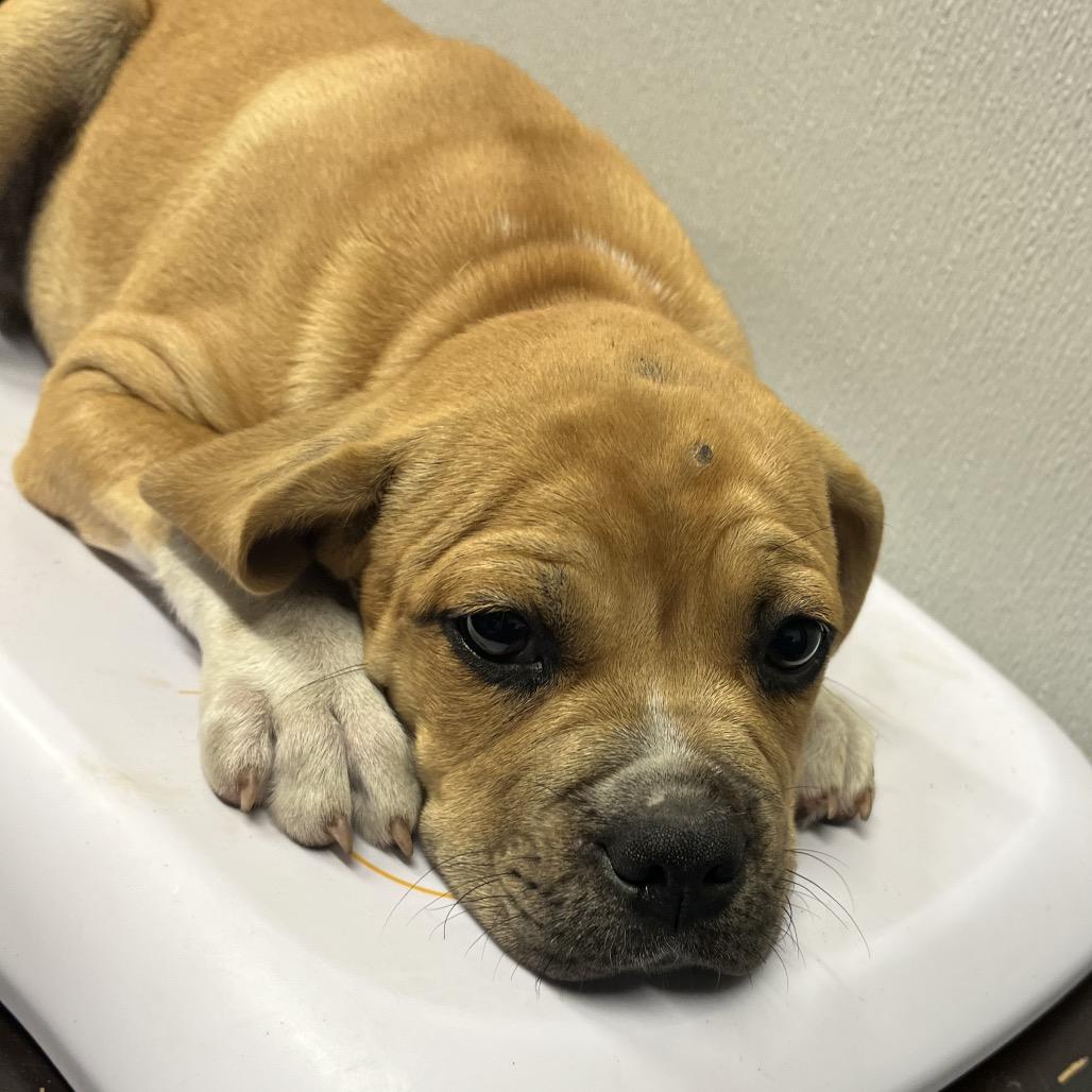 Seymore, Adoptable, Puppy Male Boxer & Mixed Breed.