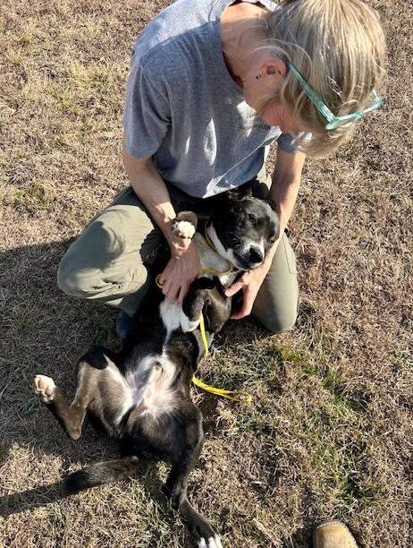 Enlarge Snug, a ADOPTABLE mixed breed in Austin, TX image 4/5