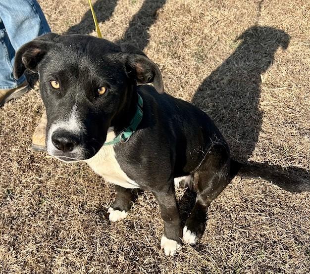Snug, ADOPTABLE, Young Male Pit Bull Terrier & Black Labrador Retriever.