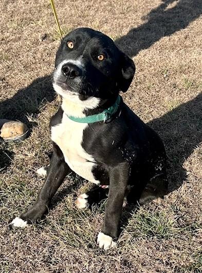 Enlarge Snug, a ADOPTABLE mixed breed in Austin, TX image 2/5