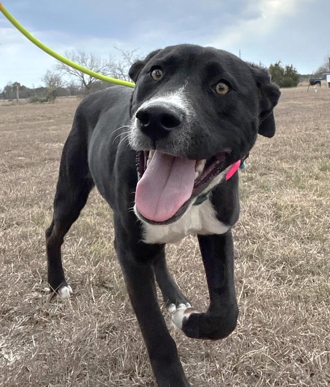 Enlarge Snug, a ADOPTABLE mixed breed in Austin, TX image 5/5