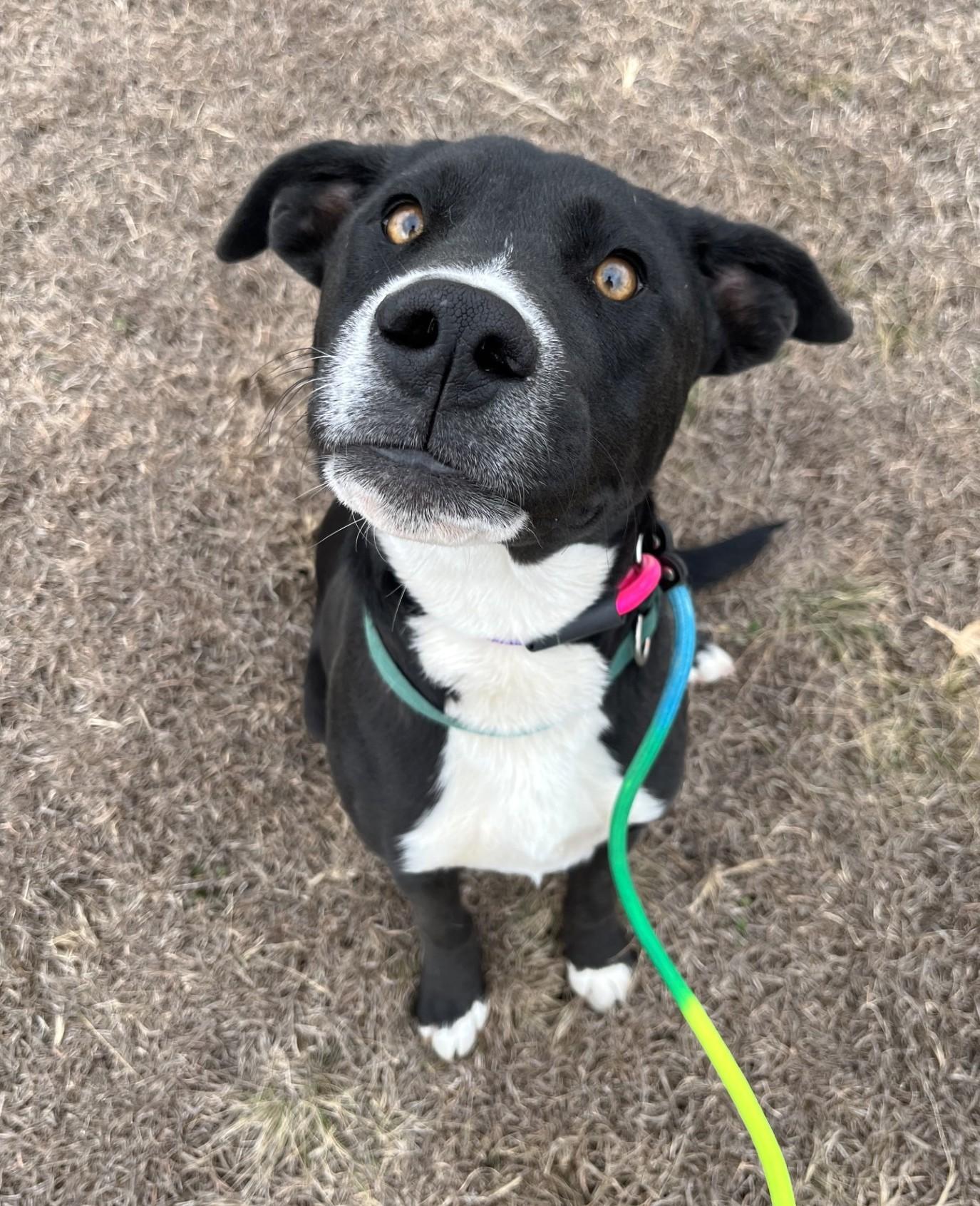 Enlarge Snug, a ADOPTABLE mixed breed in Austin, TX image 3/5