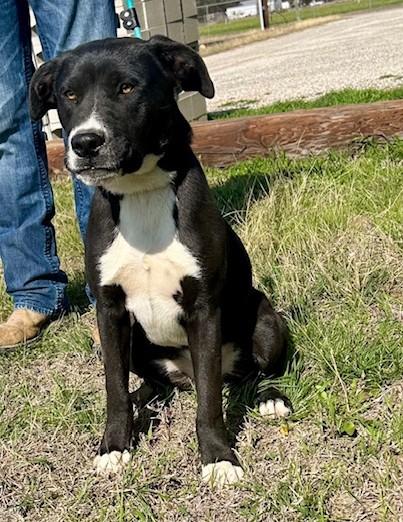 Enlarge Snug, a ADOPTABLE mixed breed in Austin, TX image 5/5