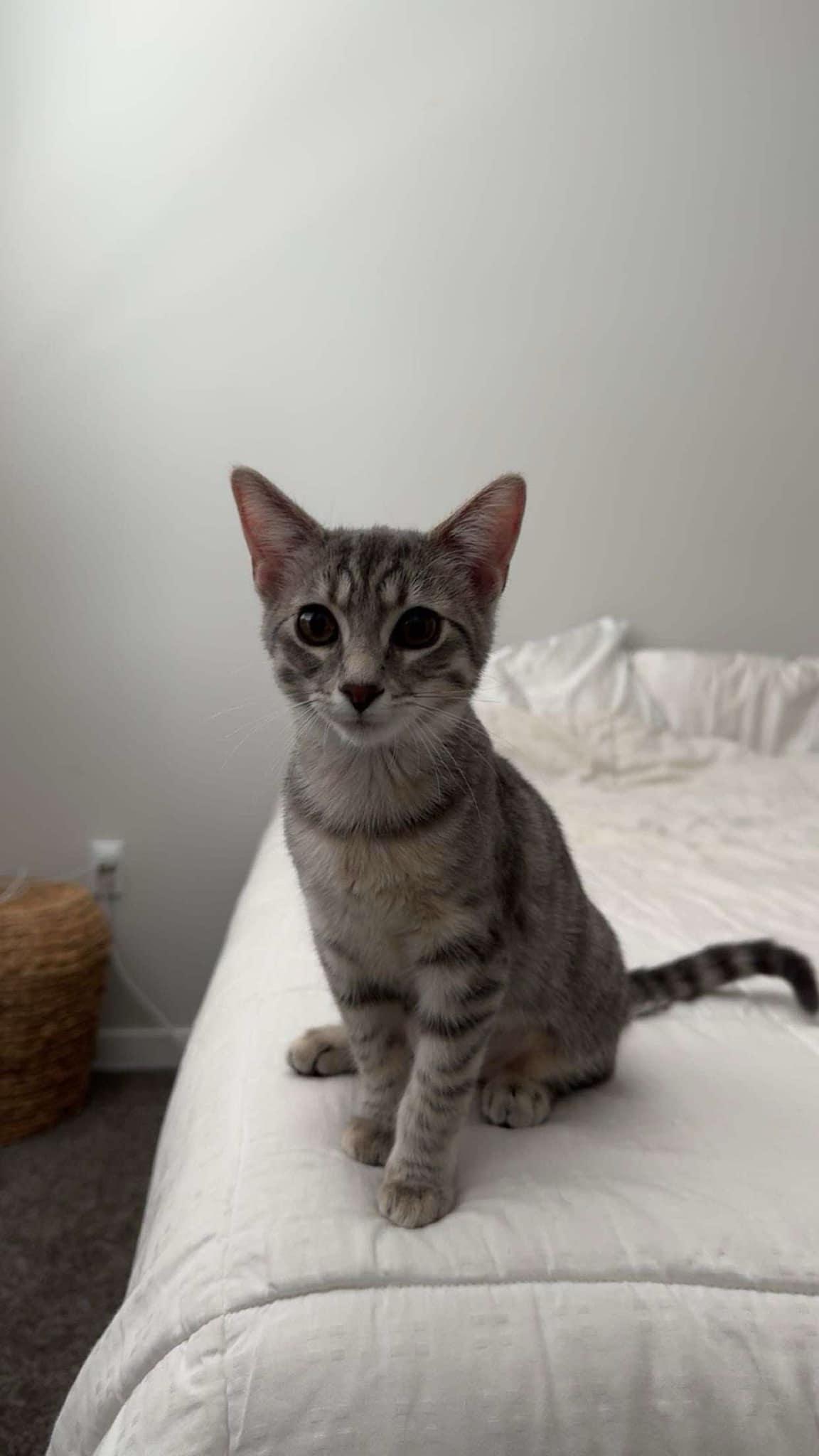 Myla