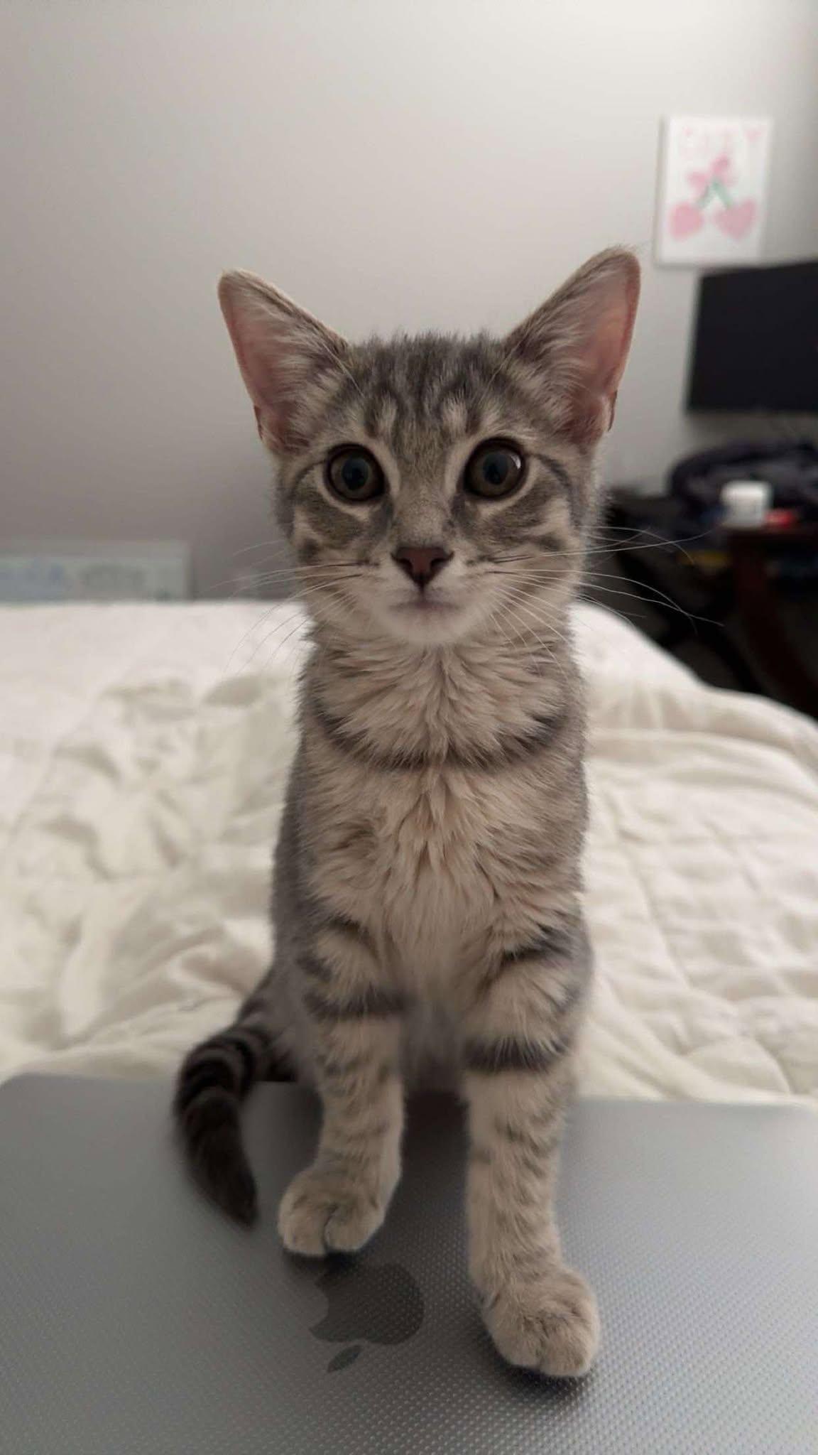 Myla