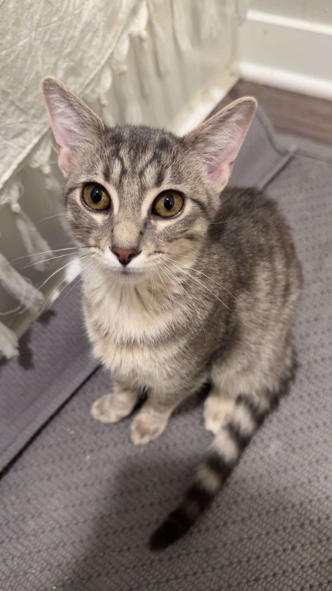Myla
