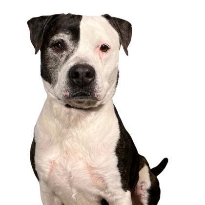 Enlarge Mr. Incredible, a Adoptable mixed breed in Reno, NV image 1/1