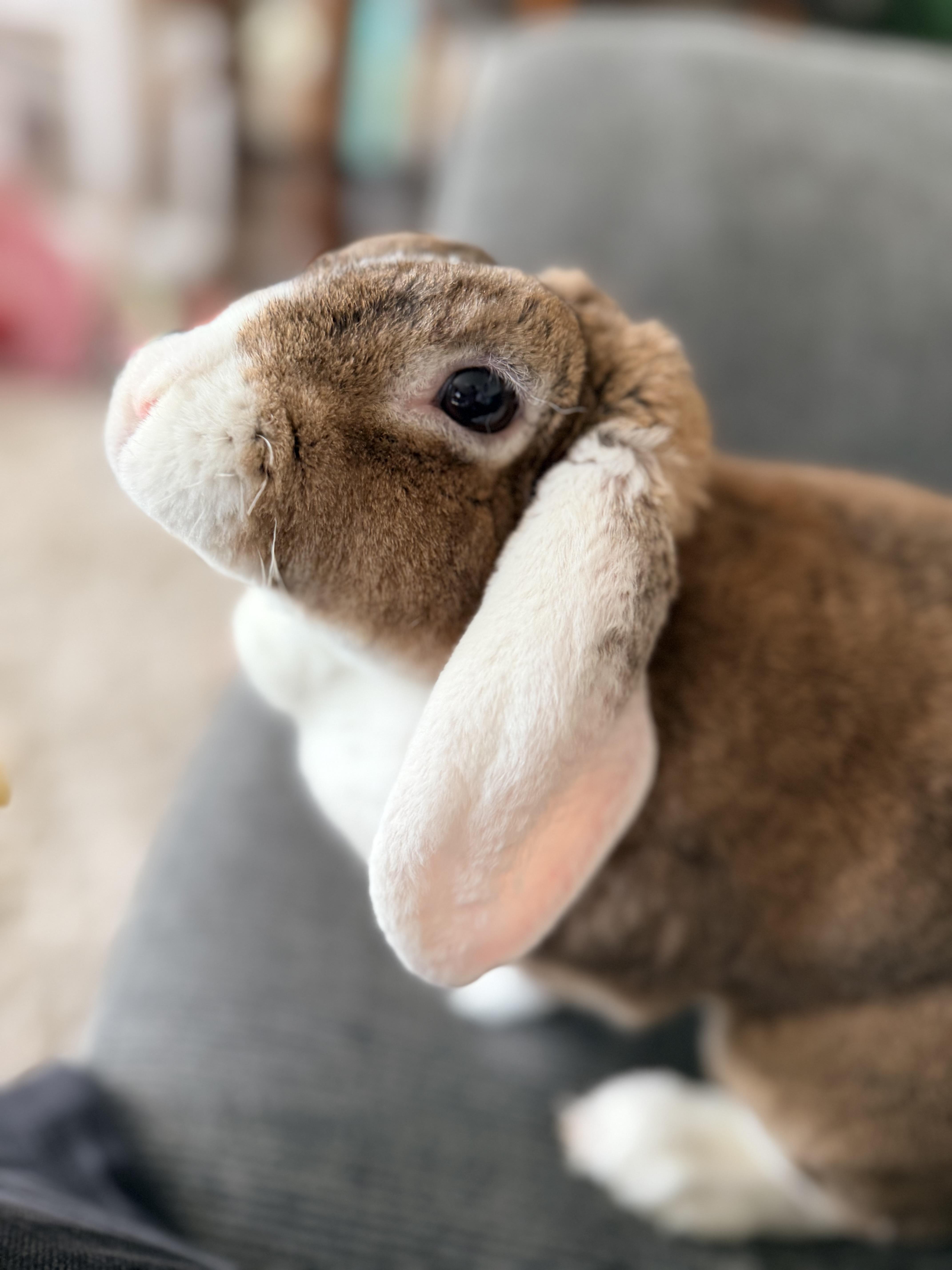Bella, ADOPTABLE, Young Female Mini Lop & Rex.