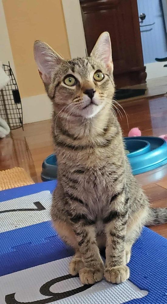 Wrigley, Adoptable, Kitten Male Domestic Short Hair.