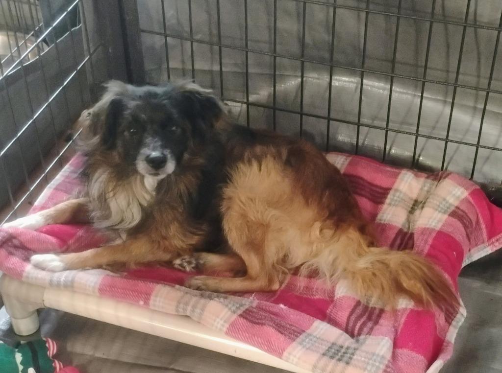 Hector, Adoptable, Adult Male Pomeranian & Papillon.