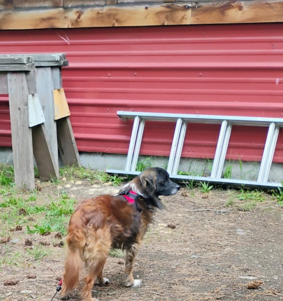 Hector, a Adoptable mixed breed in Thompson Falls, MT image 2/4