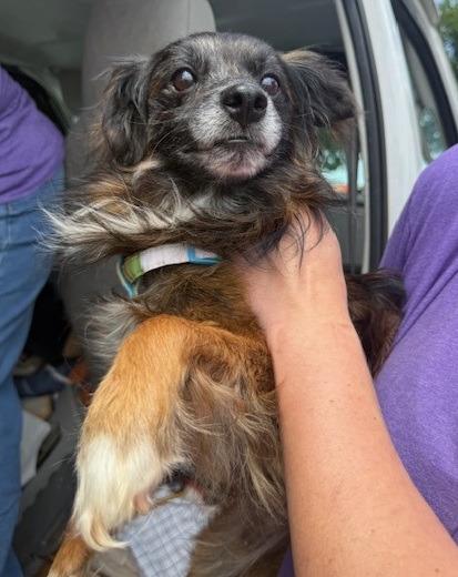 Hector, a Adoptable mixed breed in Thompson Falls, MT image 4/4