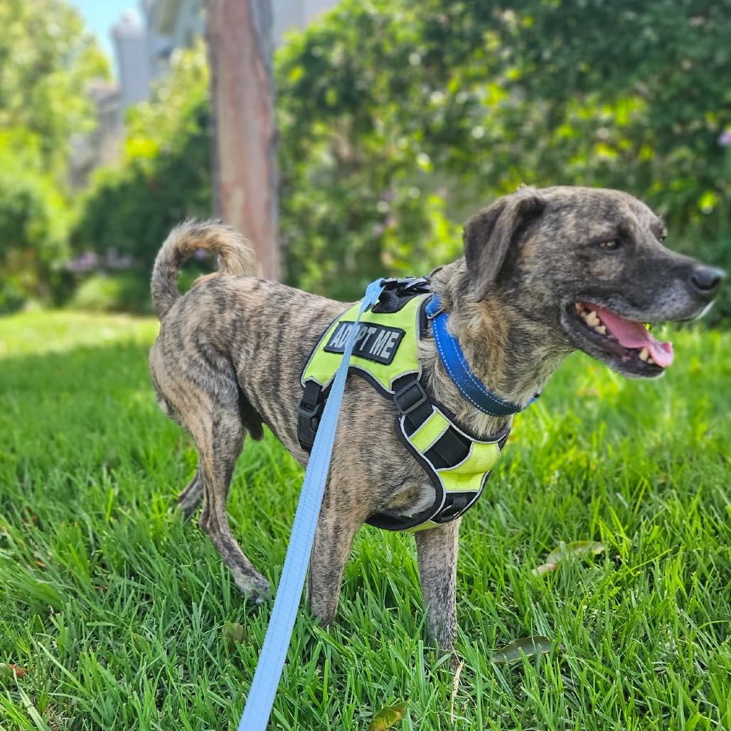 Spencer, Adoptable, Adult Male Labrador Retriever & Terrier.
