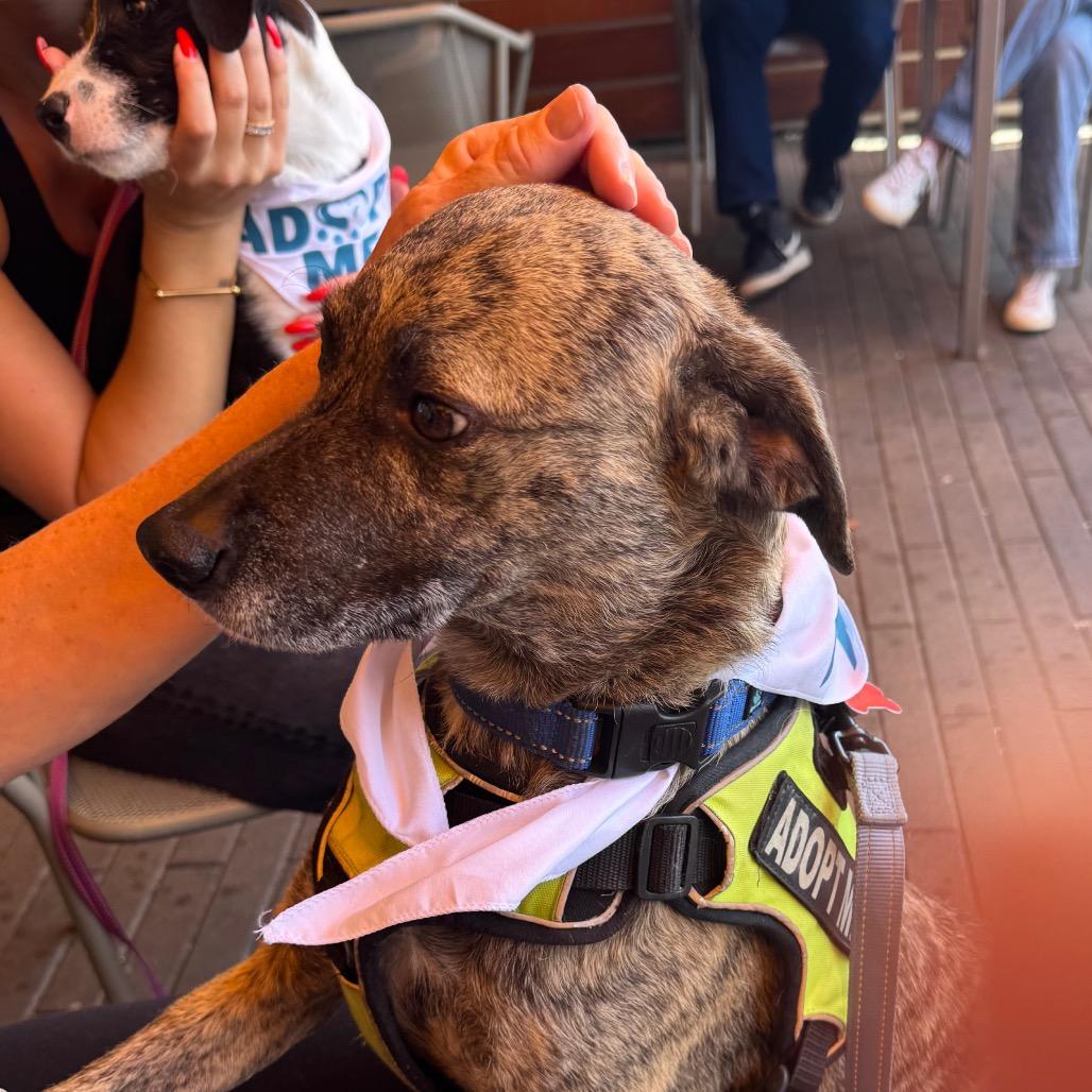 Enlarge Spencer, a Adoptable mixed breed in San Diego, CA image 2/5