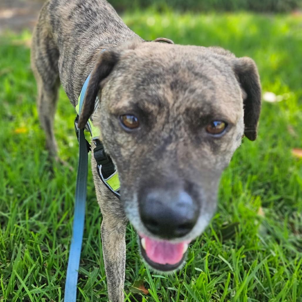 Enlarge Spencer, a Adoptable mixed breed in San Diego, CA image 3/5