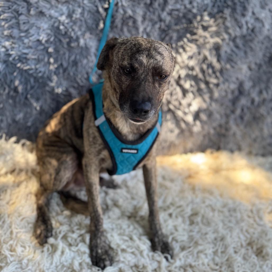 Enlarge Spencer, a Adoptable mixed breed in San Diego, CA image 4/5