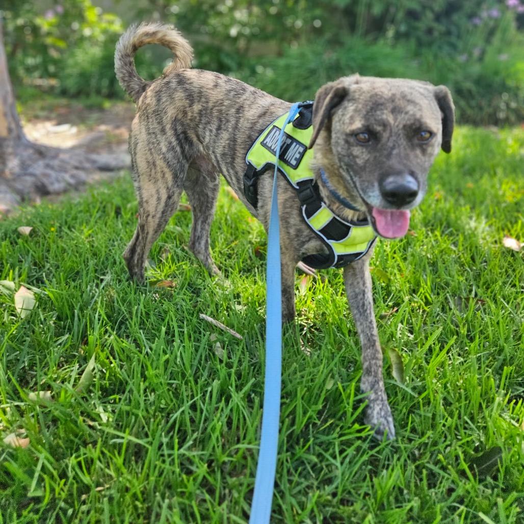 Enlarge Spencer, a Adoptable mixed breed in San Diego, CA image 5/5