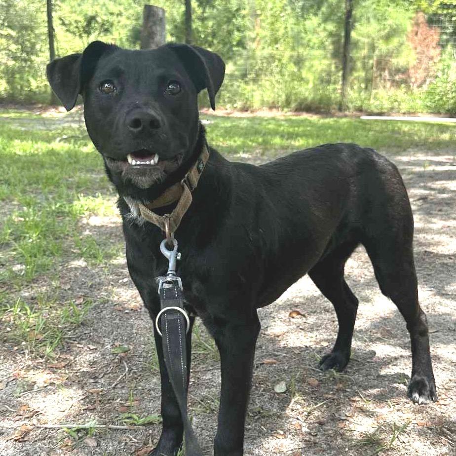 Enlarge Folgers, a Adoptable Mixed Breed in Sarasota, FL image 1/3