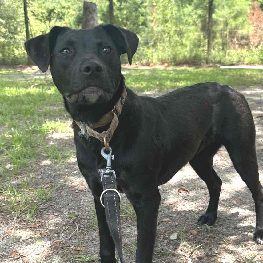 Enlarge Folgers, a Adoptable Mixed Breed in Sarasota, FL image 2/3
