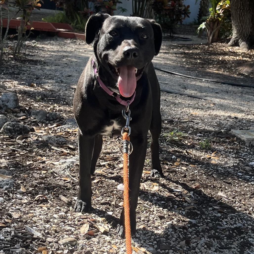 Enlarge Folgers, a Adoptable Mixed Breed in Sarasota, FL image 3/3