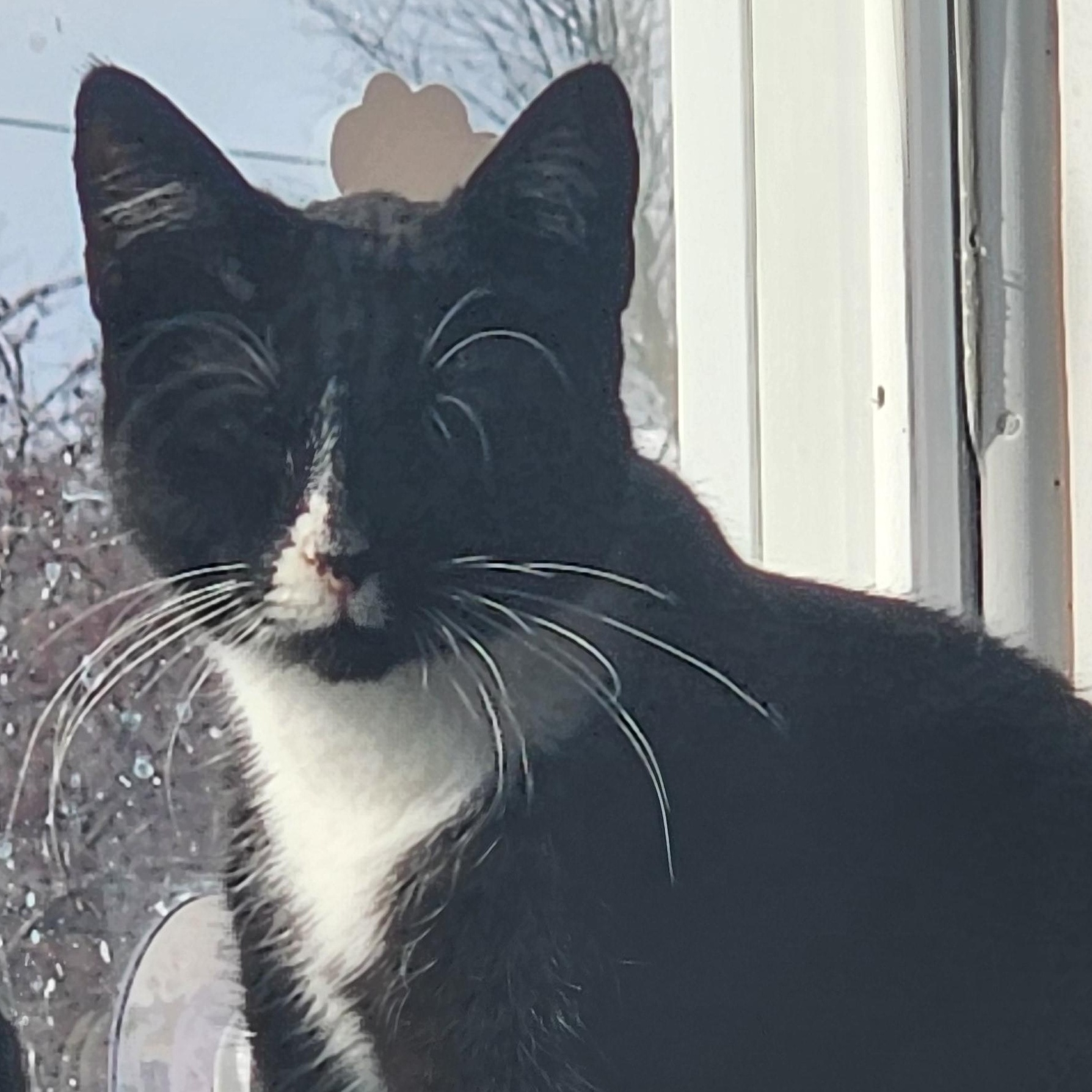 Enlarge Francies, a Adoptable Domestic Short Hair in Tama, IA image 1/1