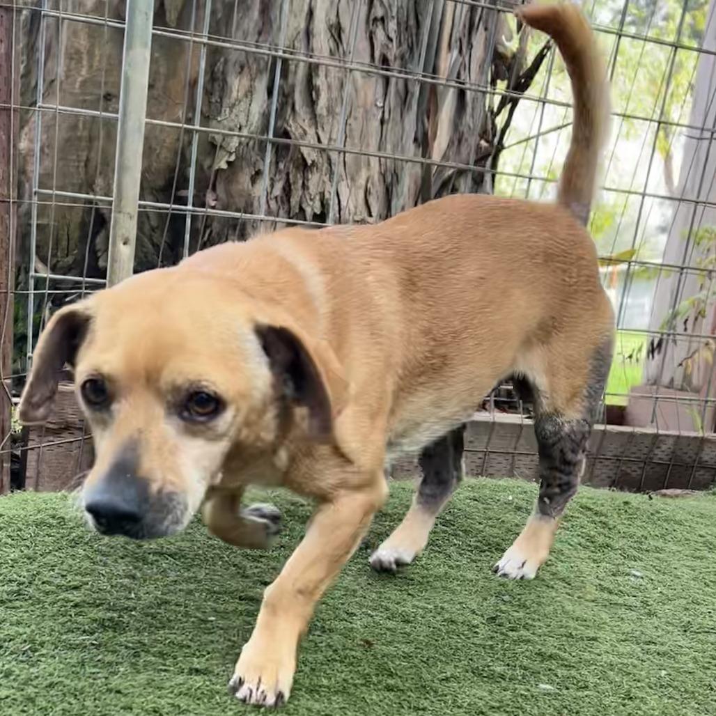 Billy, a Adoptable mixed breed in Sonoma, CA image 1/6