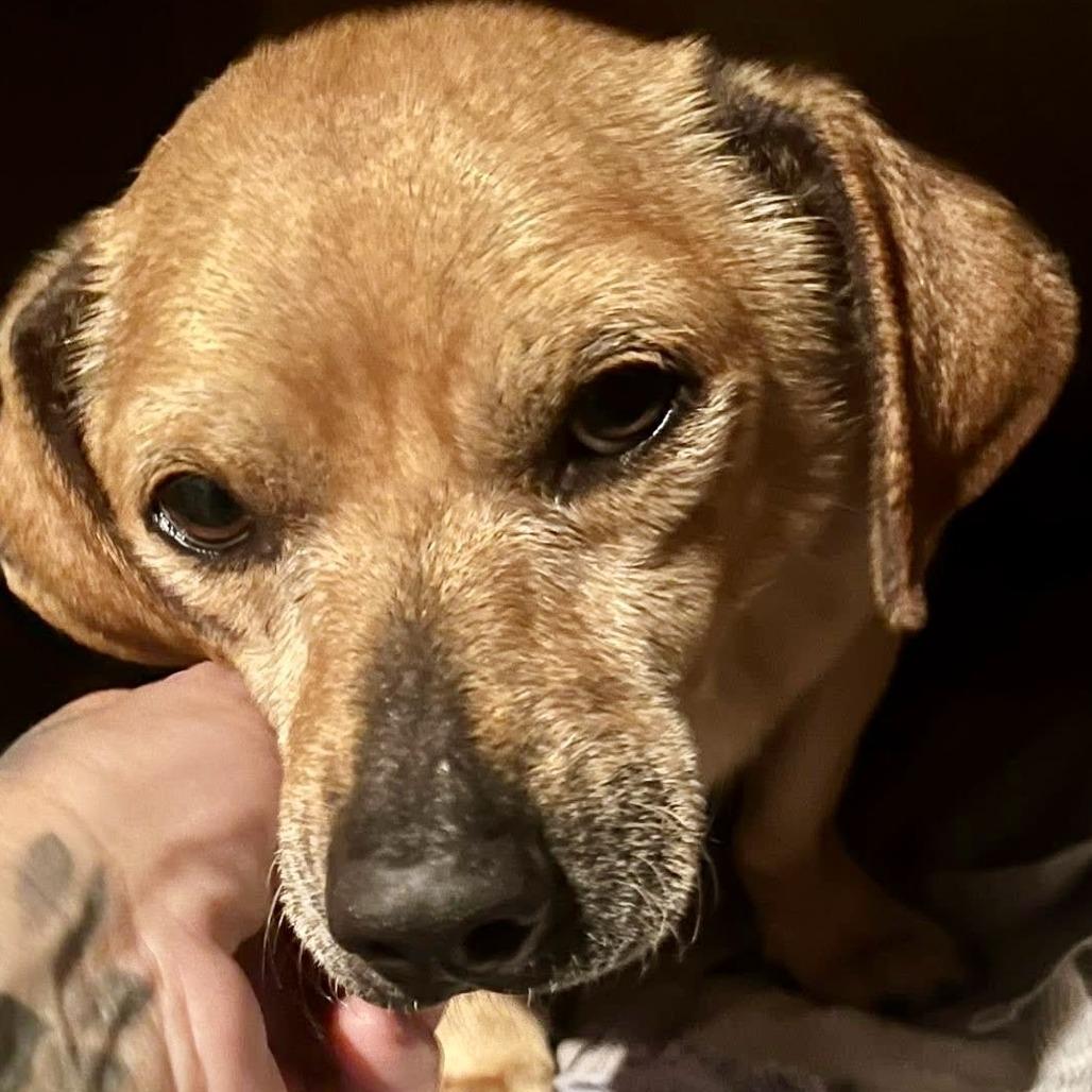 Billy, a Adoptable mixed breed in Sonoma, CA image 2/6