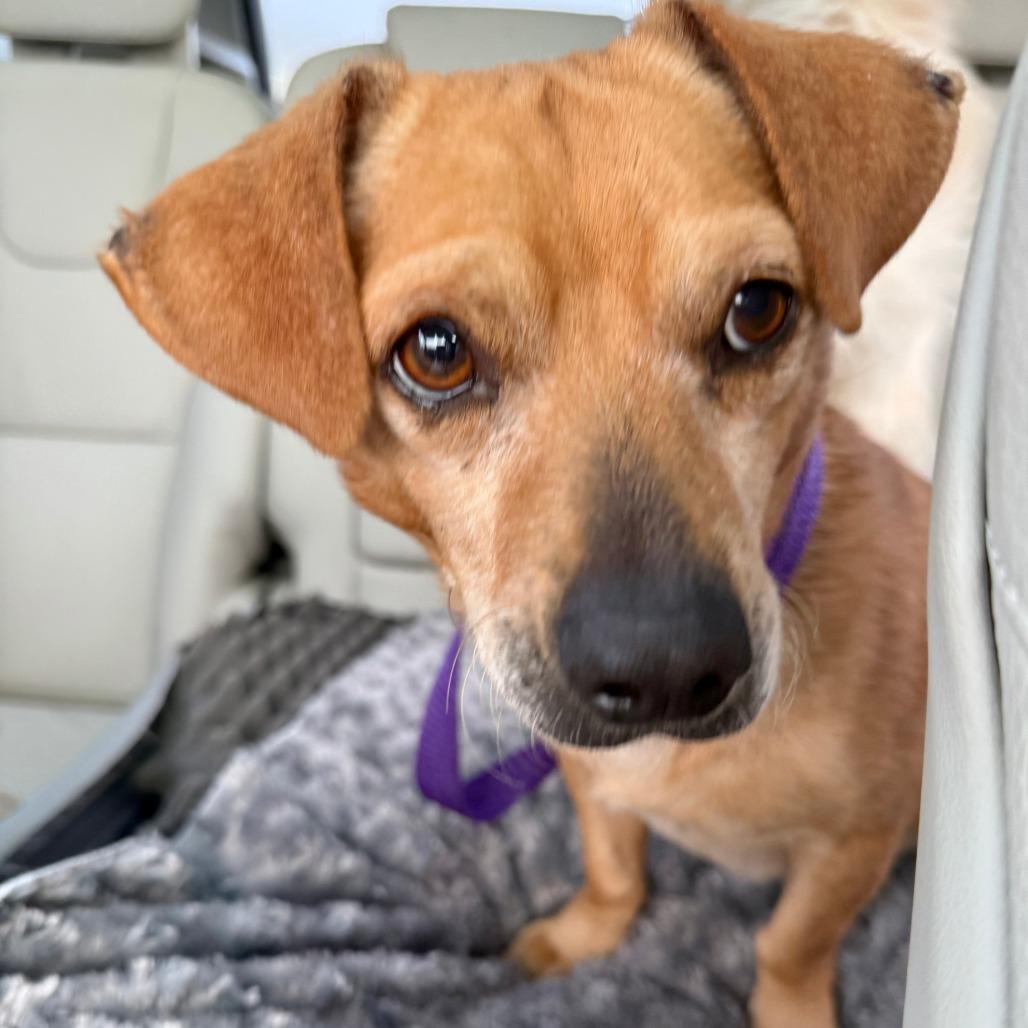 Billy, a Adoptable mixed breed in Sonoma, CA image 3/6