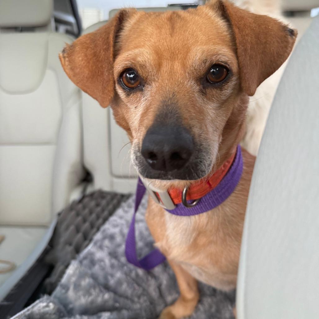 Billy, a Adoptable mixed breed in Sonoma, CA image 4/6