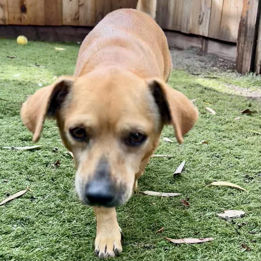 Billy, a Adoptable mixed breed in Sonoma, CA image 5/6