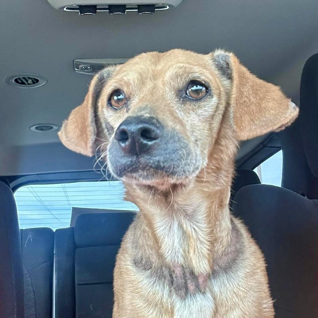Billy, a Adoptable mixed breed in Sonoma, CA image 6/6