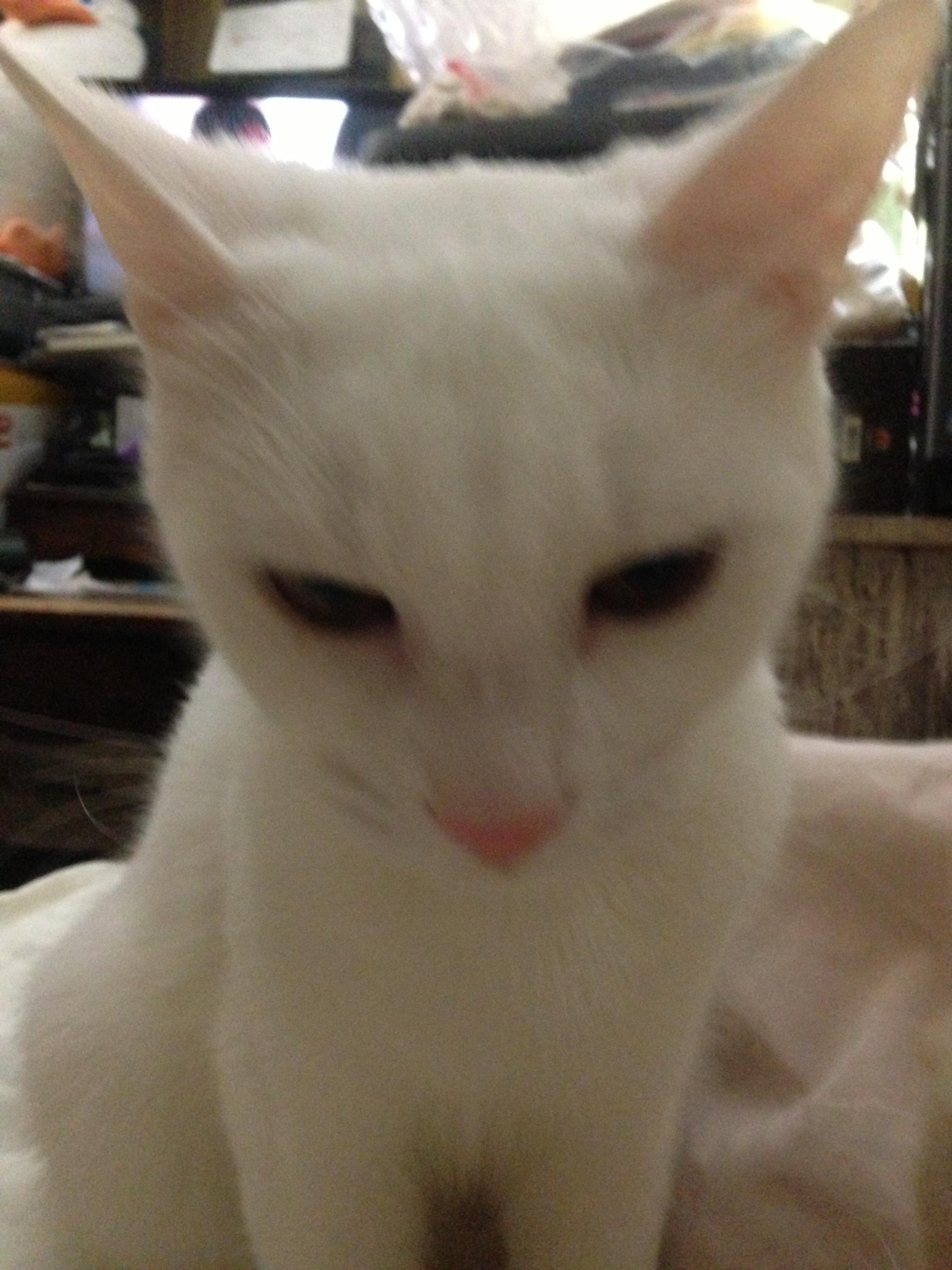 ADRIAN, a Adoptable Domestic Short Hair in New York, NY image 1/4