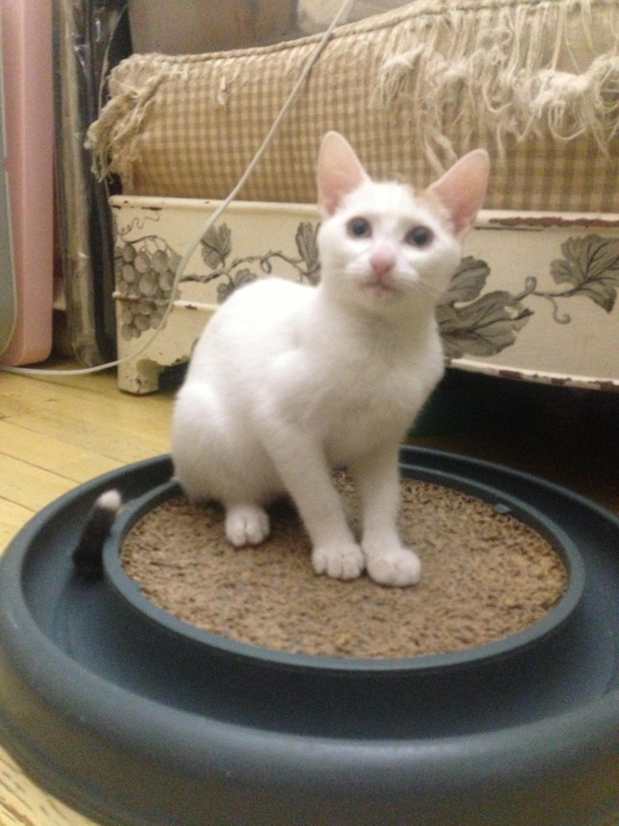 ADRIAN, a Adoptable Domestic Short Hair in New York, NY image 5/5