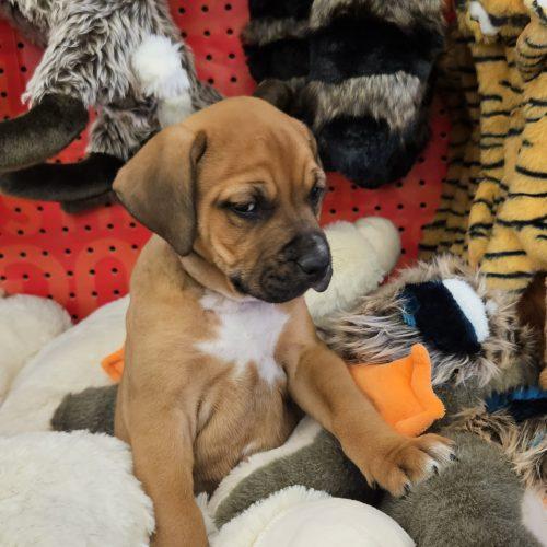 Bloom, Adoptable, Puppy Female Bullmastiff & American Staffordshire Terrier.