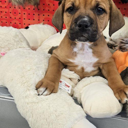 Enlarge Bloom, a Adoptable mixed breed in Kirksville, MO image 2/4