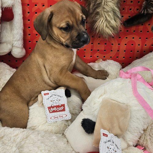 Enlarge Bloom, a Adoptable mixed breed in Kirksville, MO image 3/4