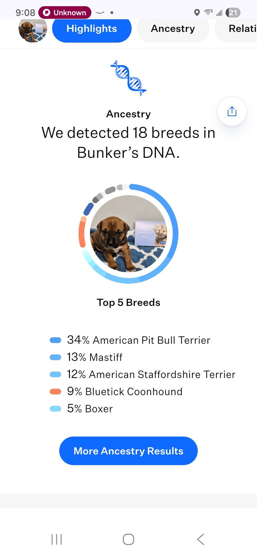 Enlarge Bloom, a Adoptable mixed breed in Kirksville, MO image 4/4