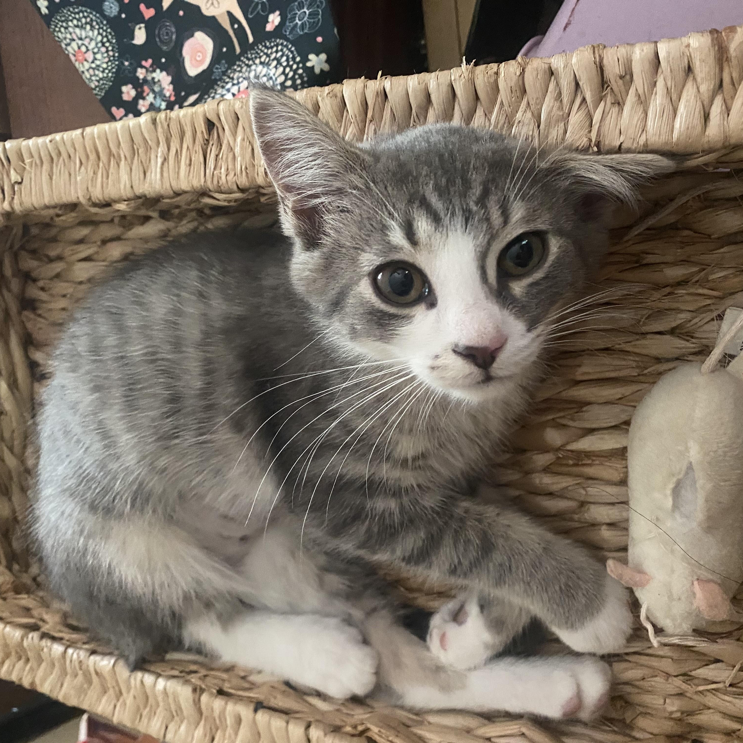Brabra, Adoptable, Kitten Female Domestic Short Hair.