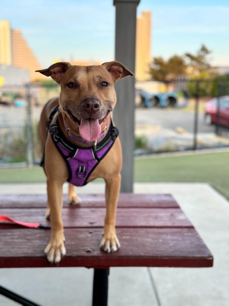 Galaga, a Adoptable Pit Bull Terrier in Berlin, MD image 6/6