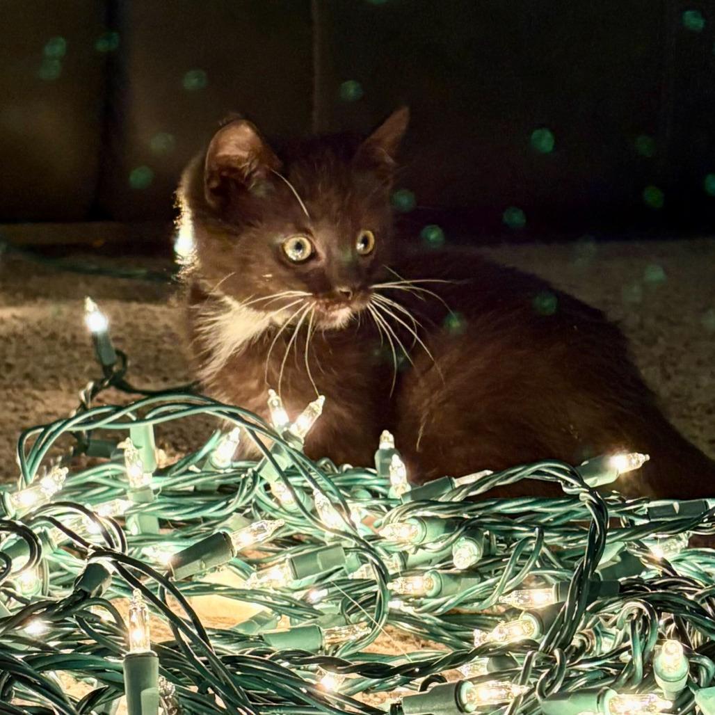 Tiki, Adoptable, Kitten Female Domestic Short Hair.