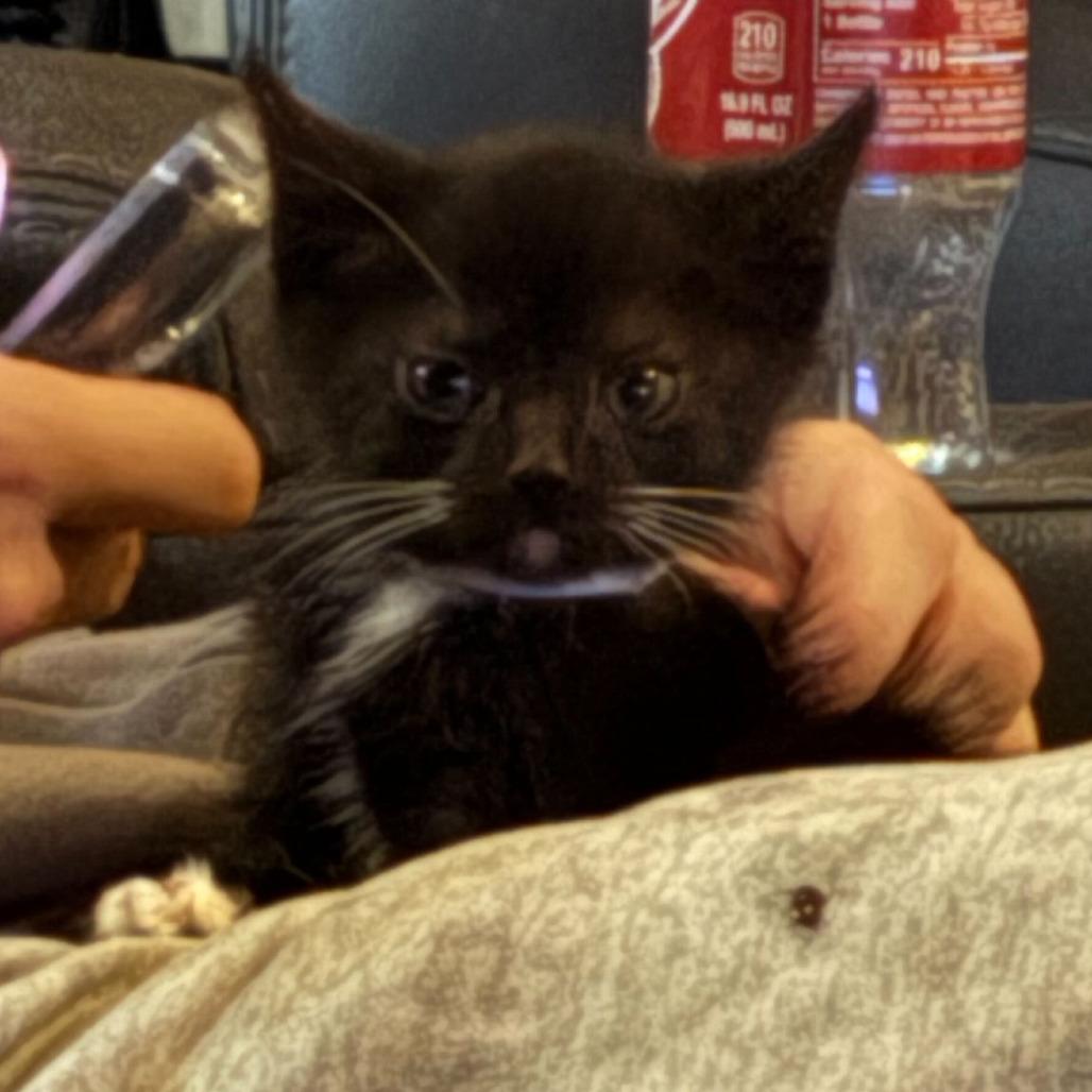 Enlarge Tiki, a Adoptable Domestic Short Hair in Grand Rapids, MI image 2/4