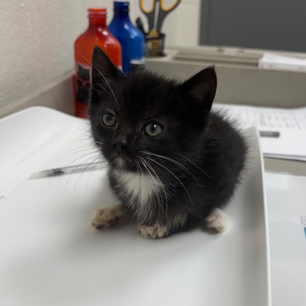 Enlarge Tiki, a Adoptable Domestic Short Hair in Grand Rapids, MI image 3/4