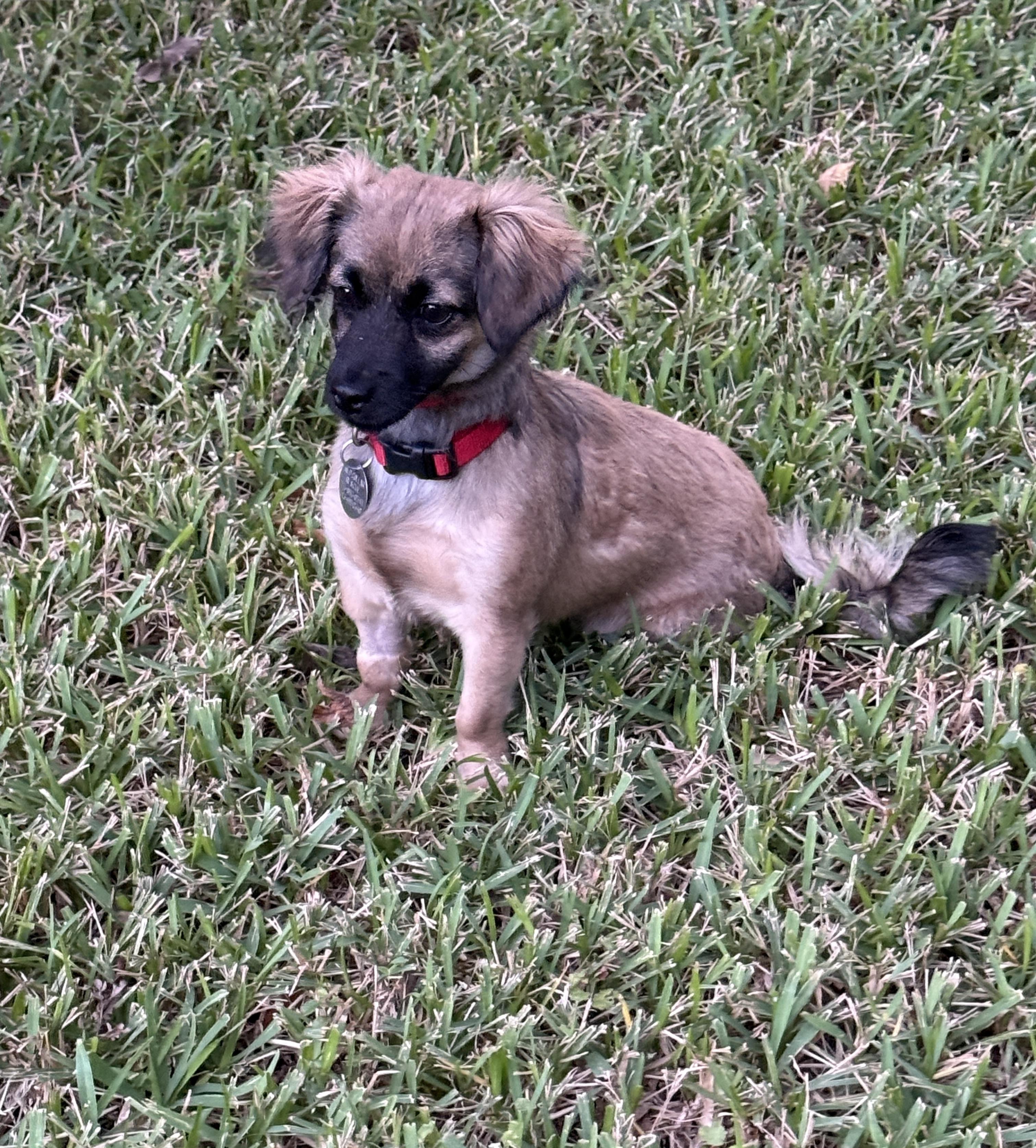Grizzy, ADOPTABLE, Puppy Female Chiweenie & Papillon.
